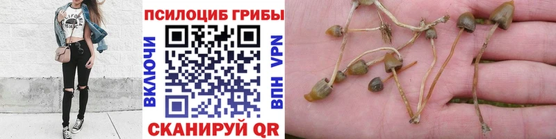 Галлюциногенные грибы GOLDEN TEACHER  наркотики  площадка как зайти  Ставрополь 